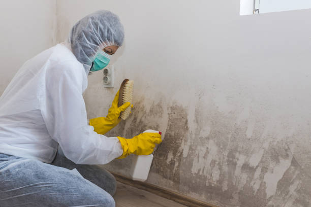 Mold Remediation for Vacation Homes in East Stroudsburg, PA